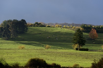 France, Meuse, Lorraine Regional Park, Cotes de Meuse towards Bonzee, herd of cows