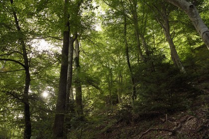 France, Var, Plan d'Aups Sainte Baume, Sainte-Baume Regional Nature Park, Massif de la Sainte-Baume relic forest protected for several centuries and classified as a national biological reserve, the original forest has a lot of beech trees