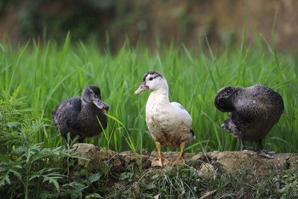 Vietnam, Lao Cai province, Bac Ha district, ducks