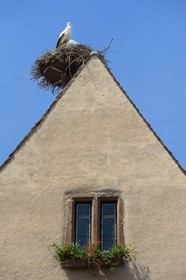 France, Haut-Rhin (68), Eguisheim, labellisé Les Plus Beaux Villages de France, nid de cigognes au sommet d'une maison