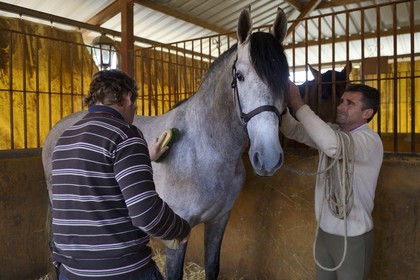 Spain, Andalusia, Seville Province, Utrera, the Ayala stud farm (Yeguada Ayala), Andalusian horse also known as the Pure Spanish Horse or PRE (Pura Raza Espanola)