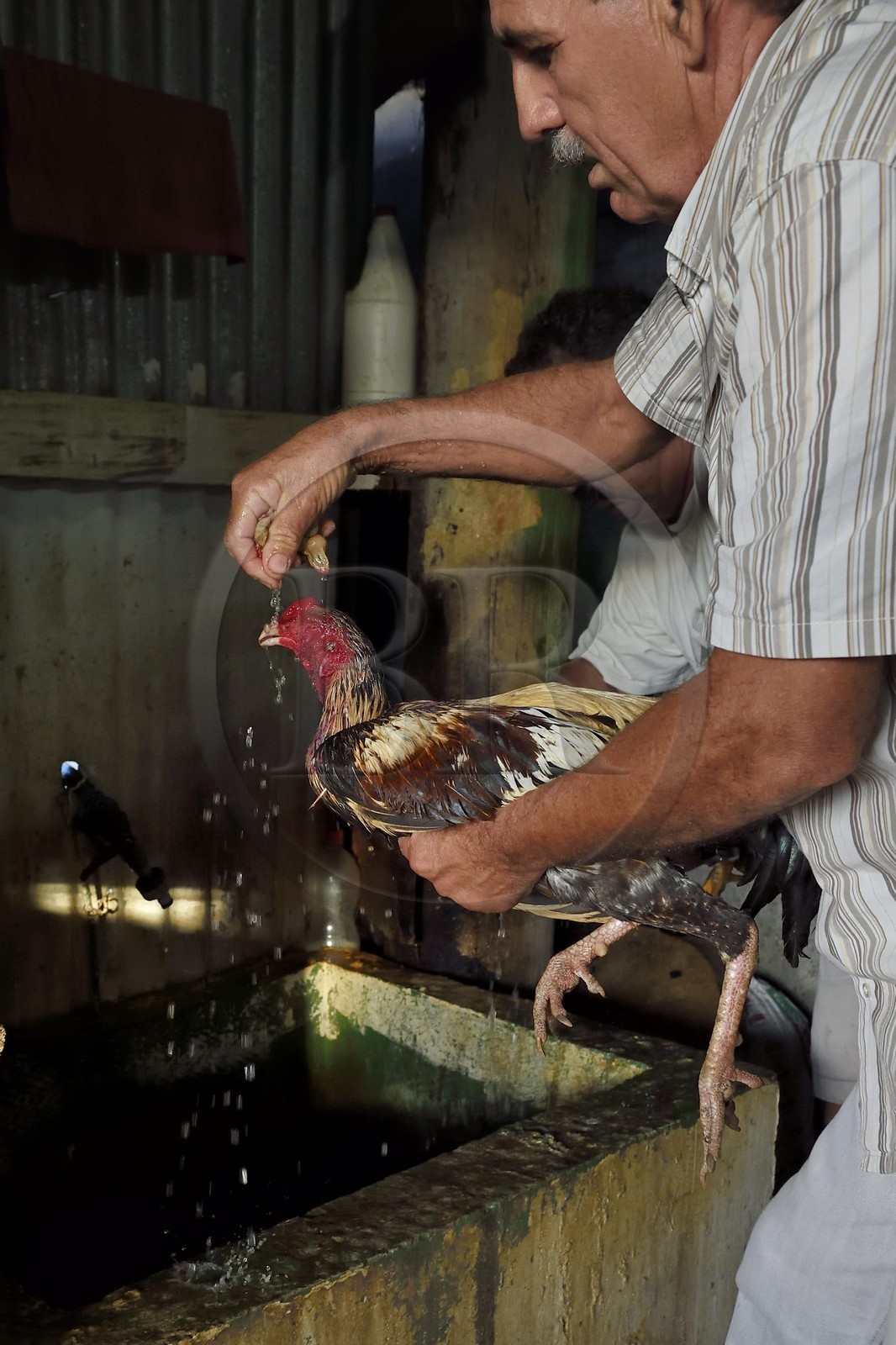 France, Ile de la Reunion, Petit Tampon, combat de coqs dans le Rond de Coq
