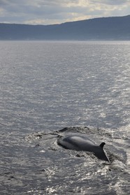 Canada, province de Québec, région de Manicouagan, Tadoussac, baleine à bosse dans le golf du Saint-Laurent