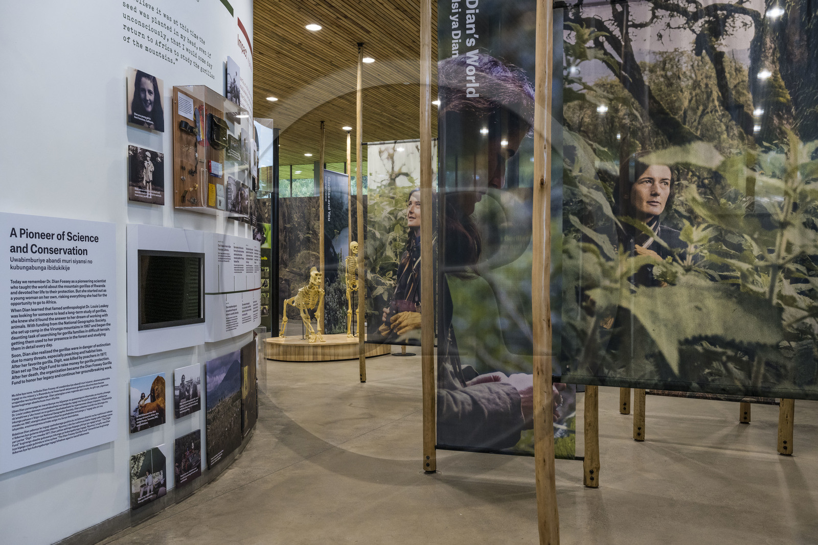 Rwanda, Province du Nord, District de Musanze (Ruhengeri), Kinigi, Campus Ellen DeGeneres du Dian Fossey Gorilla Fund, le Cindy Broder Conservation Gallery avec une exposition éducative immersive