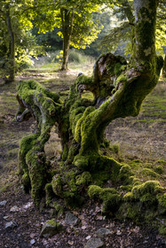 France, Saone et Loire, regional natural park of Morvan, Saint Leger sous Beuvray, Bibracte on Mont Beuvray, a Gaulish oppidum, 200-year-old woven beech hedges called queules along the sunken lanes