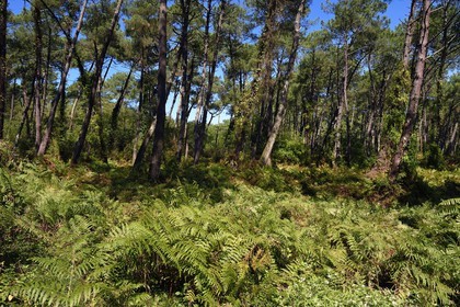 France, Pyrenees Atlantiques, Basque Country, Anglet, forest of Pignada, pinewood