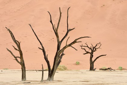 Namibie, région d'Hardap, désert du Namib, parc national du Namib-Naukluft, Erg du Namib classé Patrimoine Mondial de l'UNESCO, dunes de Sossusvlei, Dead Vlei, arbres morts de Camelthorn Acacia (Acacia erioloba)