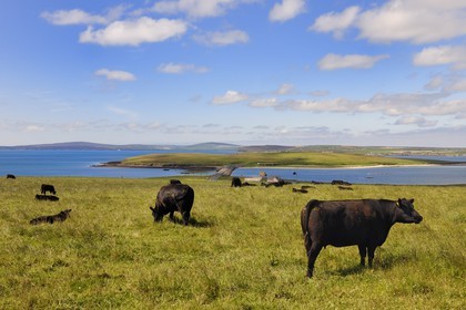 Royaume-Uni, Ecosse, Iles Orcades, Ile de Burray, troupeau de vaches et une des quatre Churchill Barriers reliée à l'Ile de Lamb Holm