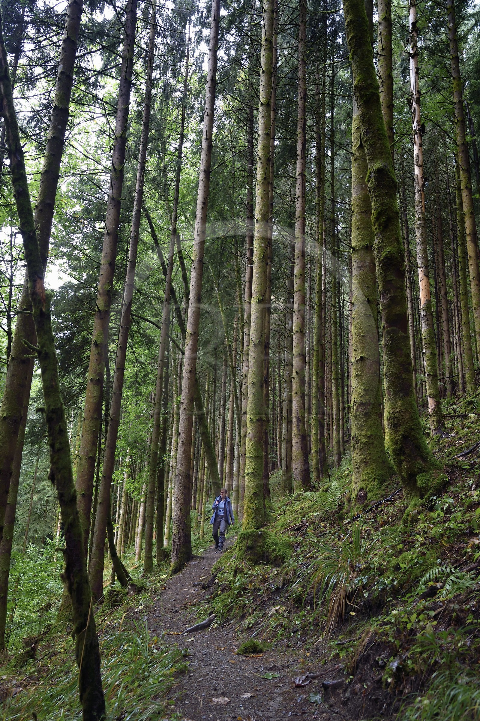 France, Haut-Rhin (68), Parc naturel régional des ballons des Vosges, randonneurs remontant la vallée de Storckensohn vers le sommet de La Tête des Perches