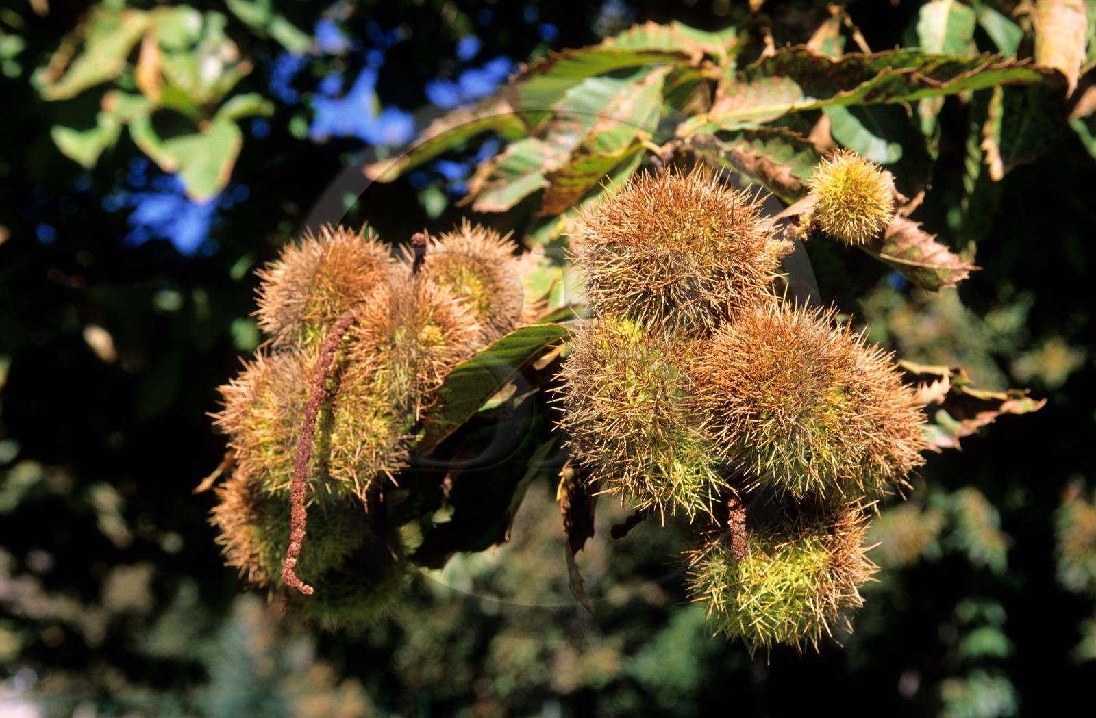 France, Corse-du-Sud (2A), châtaignes