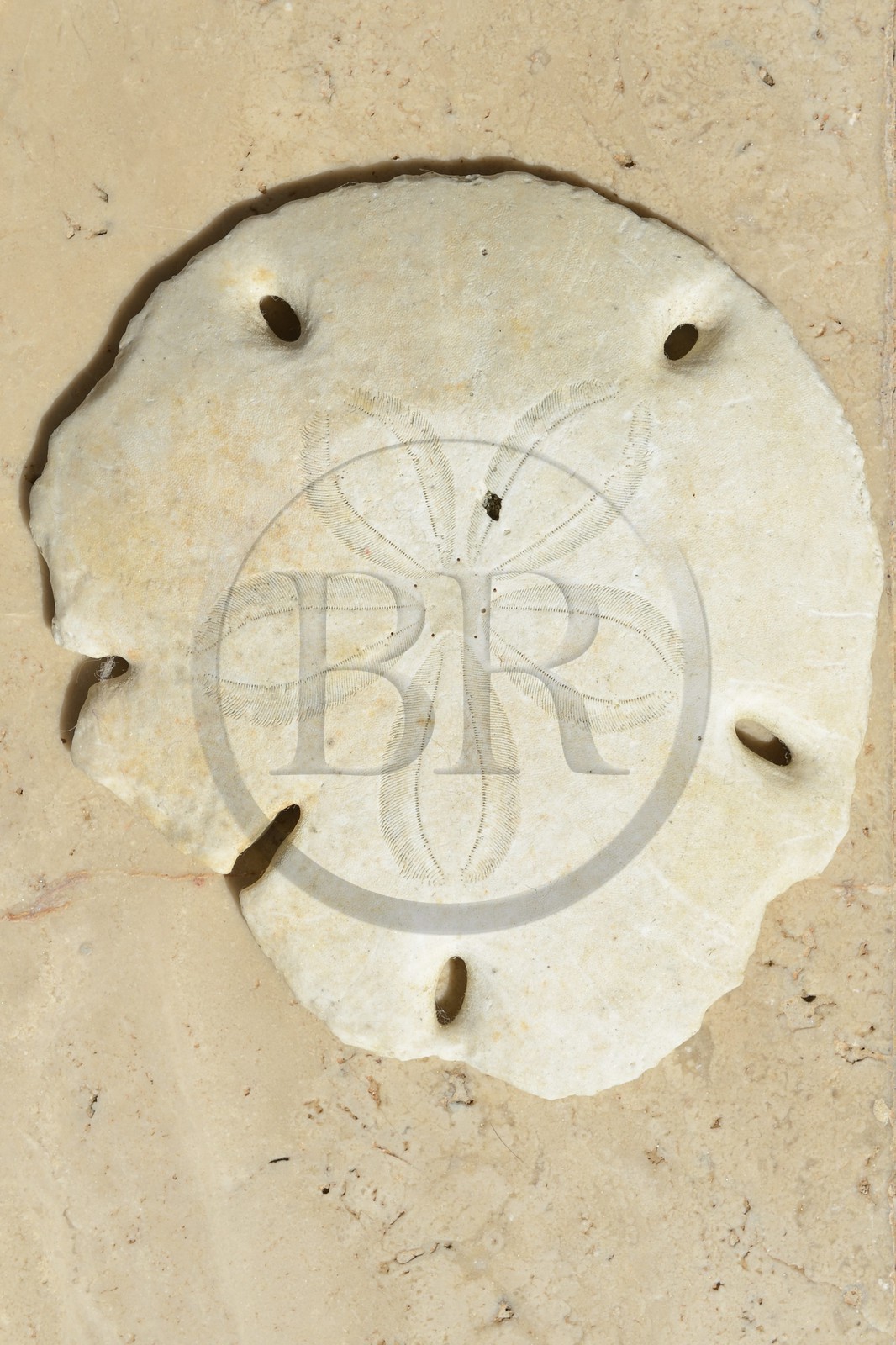 Panama, archipel des Perles, Isla Viveros, oursin ou dollar des sables (Clypeaster subdepressus) de la famille des échinodermes aussi appelé étoile du bonheur Panama, archipel des Perles, Isla Viveros, oursin ou dollar des sables (Clypeaster subdepressus) de la famille des échinodermes aussi appelé étoile du bonheur