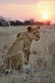 Zimbabwe, province des Midlands, Gweru, Antelope Park qui abrite ALERT (African Lion and Environmental Research Trust), jeune lionne (panthera leo)