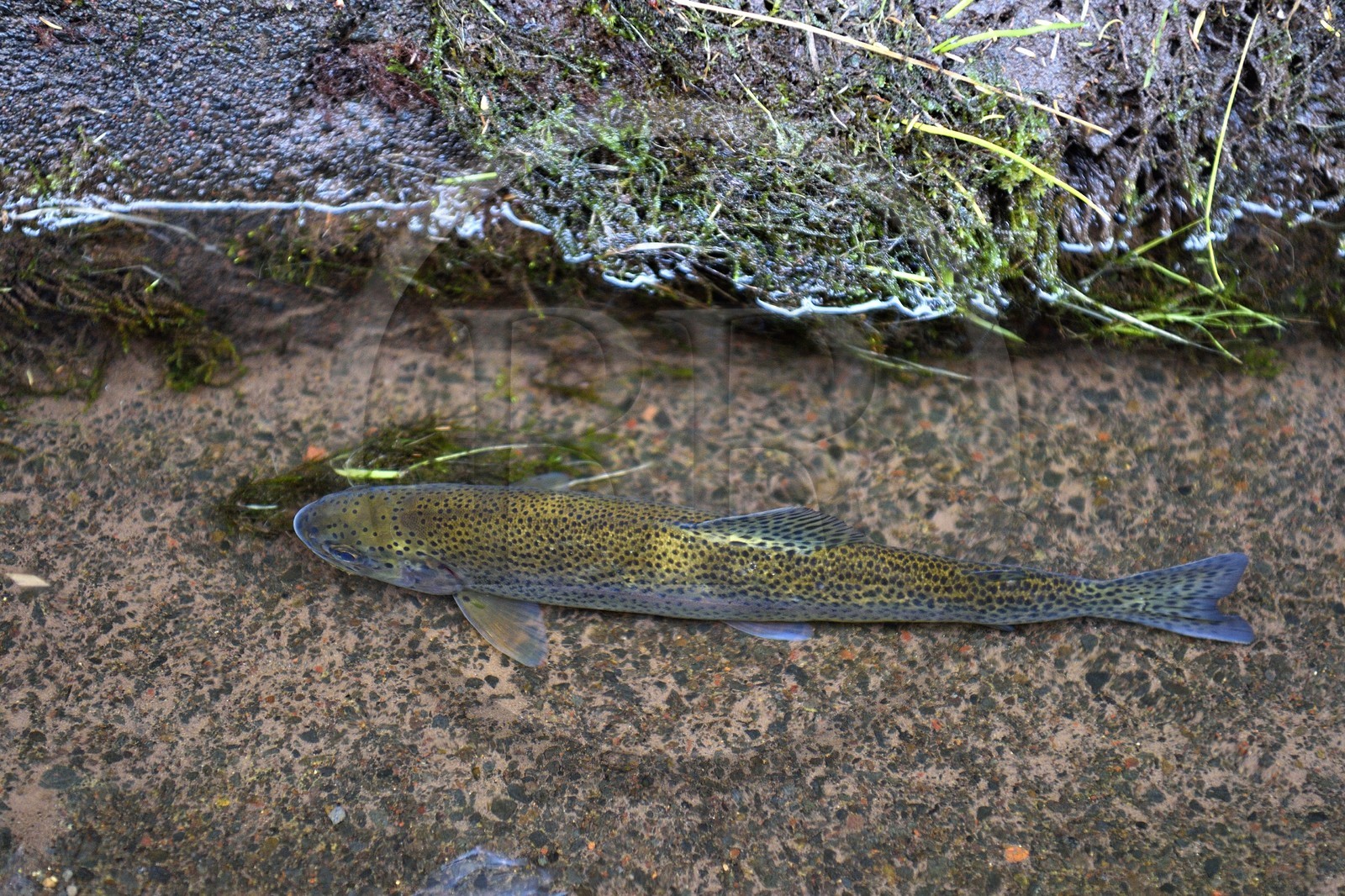 Portugal, Ile de Madère, randonnée dans La forêt de Rabaçal par la levada do Alecrim, les truites arc-en-ciel furent introduites dans les levadas dans les années 1950