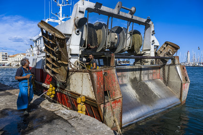 France, Herault, Sete, Fishing port, return of the trawlers to the quay and unloading of the catch