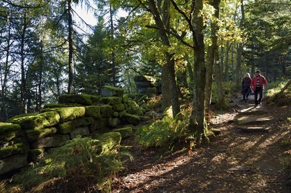 France, Bas-Rhin (67), Mont Saint-Odile, randonnée le long du Mur Païen, vestige d'un mur d'enceinte probablement de l'époque mérovingienne d'une longueur totale de onze kilomètres