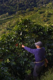 Panama, Chiriqui province, Boquete, Coffee Plantation Finca Lerida, coffee beans harvesting on the slopes of Volcan Baru by a Native American Nägbe