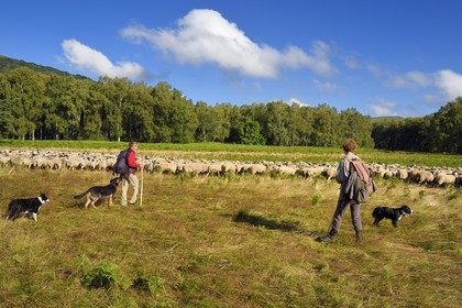 France, Puy de Dome, Parc Naturel Régional des Volcans d'Auvergne (regional nature park of Auvergne volcanoes), Chaine des Puys listed as World heritage by UNESCO, the two shepherdesses Ostiane and Charlotte keeping a flock of Rava sheep at the foot of the Puy de Dôme volcano