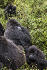 Rwanda, Province du Nord, Parc National des Volcans dans la chaine des Monts Virunga, mont Karisimbi, gorilles des montagnes (Gorilla beringei beringei), le dos argenté (silverback) nommé Impuzamahanga qui est le male dominant au centre