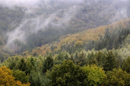 France, Bas Rhin, Lembach, the Vosges forest in the rain towards the castle of Fleckenstein