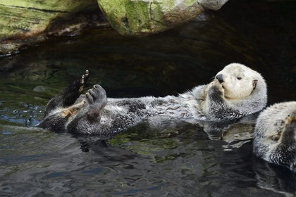 Portugal, Lisbonne, Parque das Nações (Parc des nations) construit pour l'exposition universelle de 1998, Oceanário (Oceanarium), loutre de mer (Enhydra lutris)