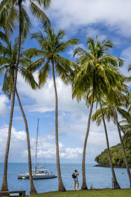 France, Guyane, Kourou, Iles du Salut, Ile Royale, allée de cocotiers au débarcadère