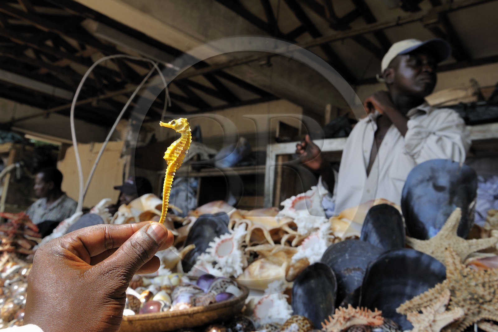 Tanzanie, Dar es-Salaam, vendeurs de coquillages et d'hippocampes séchés au marché aux poissons de Kivukoni