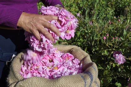 France, Alpes-Maritimes, Grasse, Centifolia rose famous for its perfume