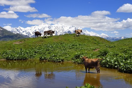 Georgia, Upper Svaneti (Zemo Svaneti), Mestia, cow by a small Lake on the foothills of Mount Ushba