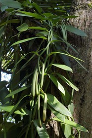 Sri Lanka, Central Province, Matale District, Kawudupelella, Ranweli Spice Garden, vanilla beans