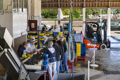 France, Côte-d'Or (21), les climats de Bourgogne classés Patrimoine Mondial de l'UNESCO, Beaune, Cuverie des Hospices de Beaune, trie et éraflage (ou égrappage), juste après la vendange et avant de presser le raisin, pour enlever la partie végétale