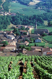 France, Saône-et-Loire (71), le village de Vergisson et la roche de Solutré, travail de le vigne
