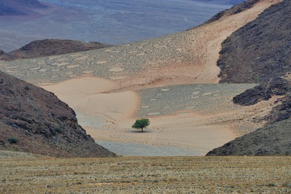 Namibia, Hardap region, Namib Desert East of the Namib Naukluft National Park towards Sossusvlei, fairy circles in the grass covered desert plain, small circular areas without vegetation and of globally rounded or hexagonal shape