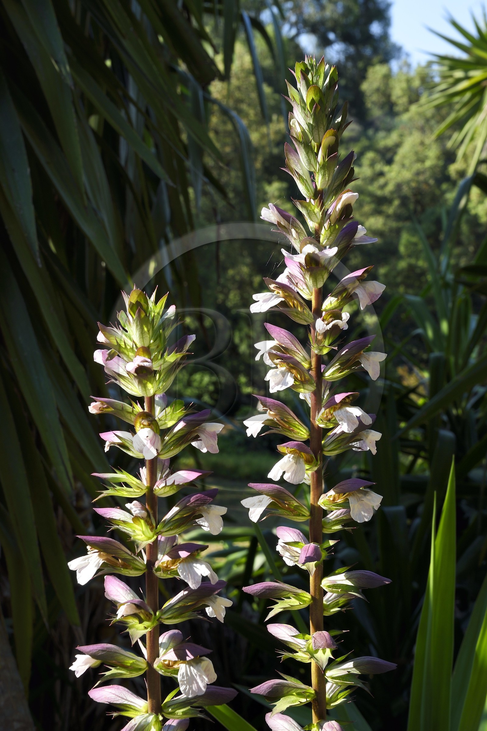 France, Var (83), Rayol-Canadel-sur-Mer, Domaine du Rayol, propriété du conservatoire du littoral mention obligatoire, le jardin des Méditerranées conçu par le paysagiste Gilles Clément, Acanthes