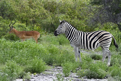 Namibia, Oshikoto region, Etosha National Park, Burchell's zebra (Equus burchellii) and male Black-faced Impala (Aepyceros melampus petersi)