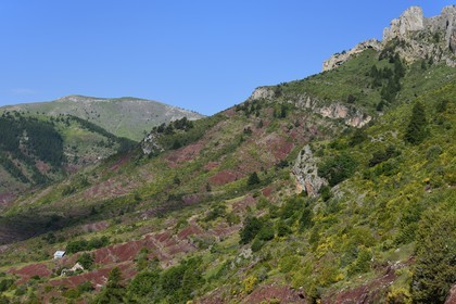 France, Alpes Maritimes, Mercantour Massif, L'Ilion, on the heights of the Gorges of Cians in red lutite soil