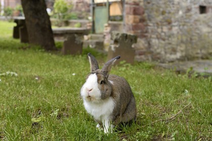 France, Bas-Rhin (67), Westhoffen, lapin