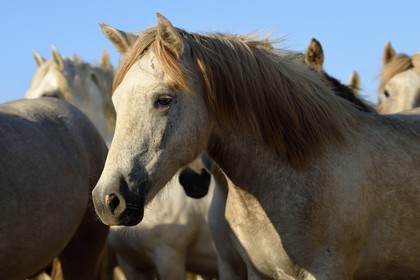 France, Bouches du Rhone, Parc naturel regional de Camargue (Regional Natural Park of Camargue), around Malagroy pond, manade Jacques Mailhan, Camargue horses