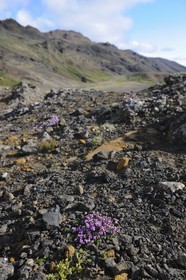 Iceland, Reykjavik region, Krisuvik Valley, Kleifarvatn Lake, flowers of wild thyme
