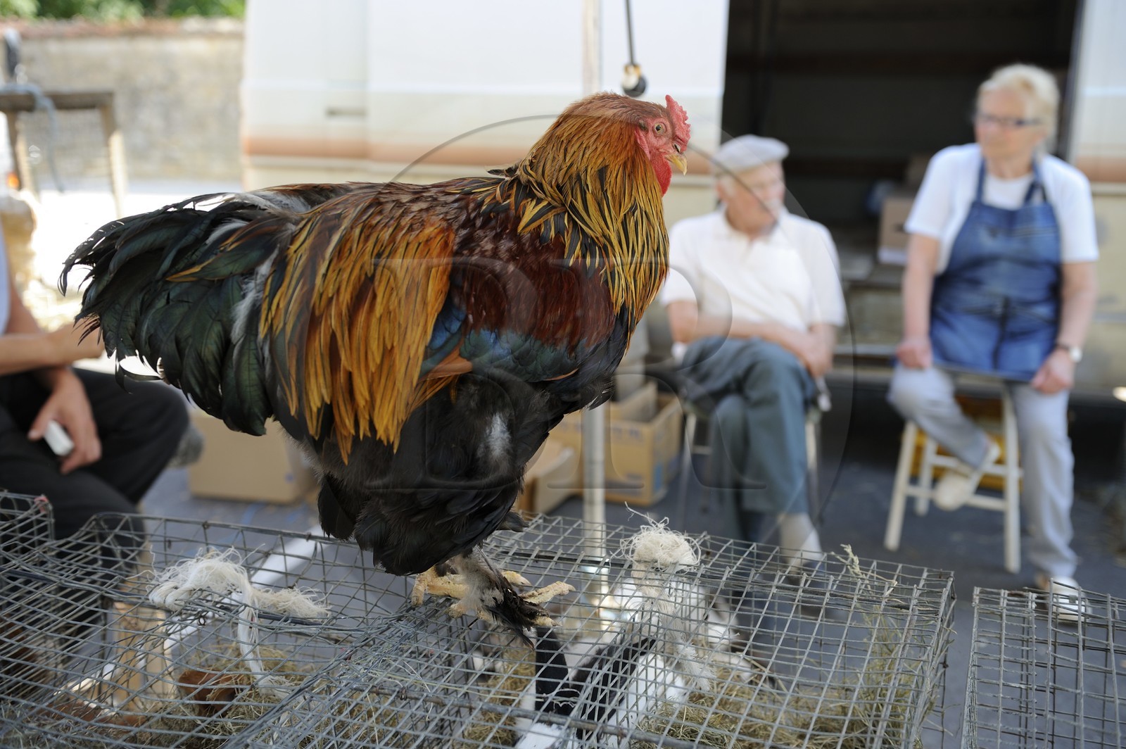 France, Saône et Loire (71), Louhans, le marché à la volaille du lundi, coq Brahma