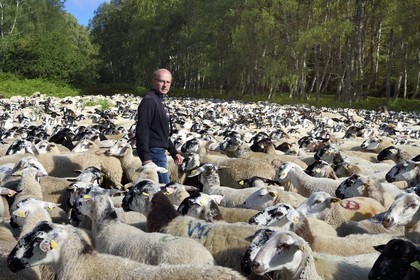 France, Puy de Dome, Parc Naturel Régional des Volcans d'Auvergne (regional nature park of Auvergne volcanoes), Chaine des Puys listed as World heritage by UNESCO, sheep breeder Jean-Luc Tourreix with his flock of Rava sheep in the forest at the foot of the Puy de Dôme volcano
