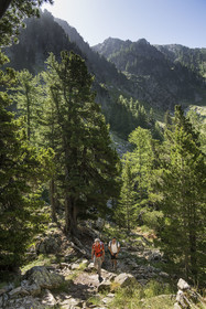 France, Alpes-Maritimes, Parc National du Mercantour (Mercantour national park), Haute Vesubie, Saint Martin Vesubie, Val du Haut Boréon, hike on the GR 52 towards the refuge of Cougourde