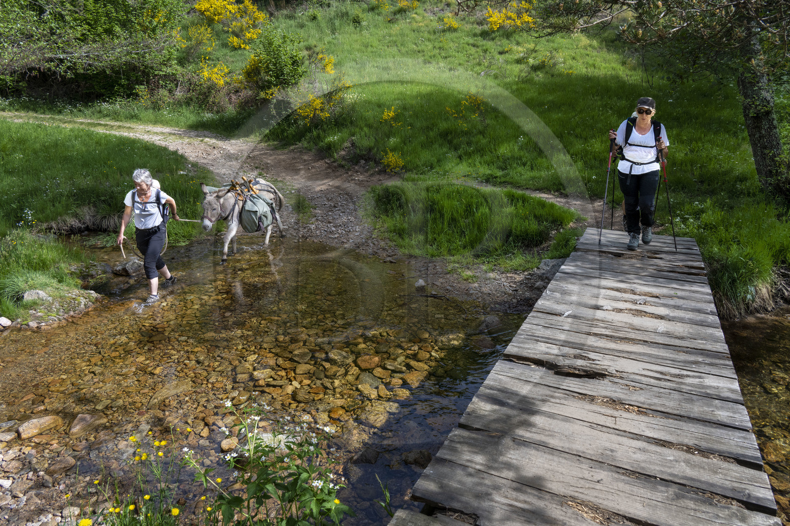 France, Ardèche (07), Laveyrune, randonnée avec un âne sur le chemin de Stevenson (GR 70), traversée du ruisseau de Serres