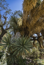 Italy, Liguria, Province of Imperia, Ventimiglia, Hanbury Botanical Garden, yucca filifera australis