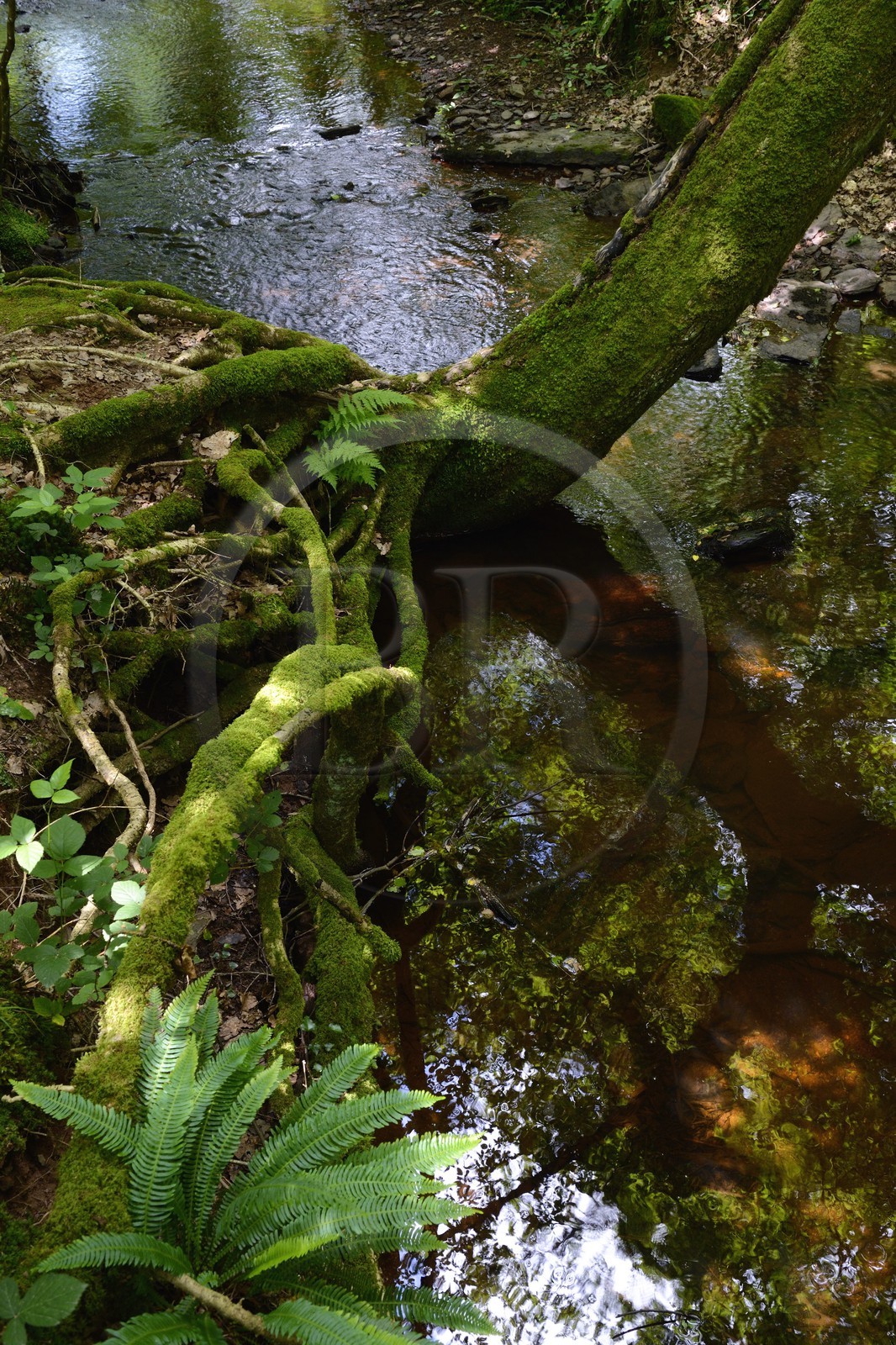 France, Ille-et-Vilaine, forest of Broceliande, the Aff river valley