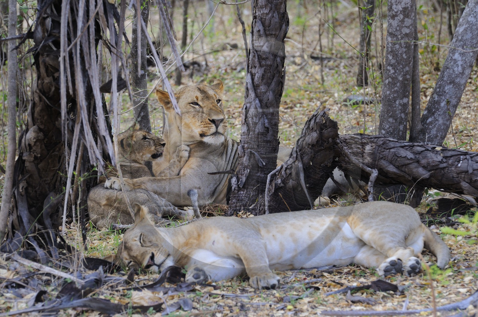 Tanzanie, Reserve de gibier de Selous une des plus grandes zones protégées au monde et inscrite sur la liste du patrimoine mondial de l’Unesco depuis 1982, lion et lionne (Panthera leo)