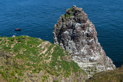 France, Ille et Vilaine, Cote d'Emeraude (Emerald Coast), Plevenon, the Cap Frehel, Fauconniere sandstone rock where thousands of birds live together