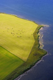 Royaume-Uni, Ecosse, Iles Orcades, Ile de Mainland, troupeau de vache en bordure de mer (vue aérienne)