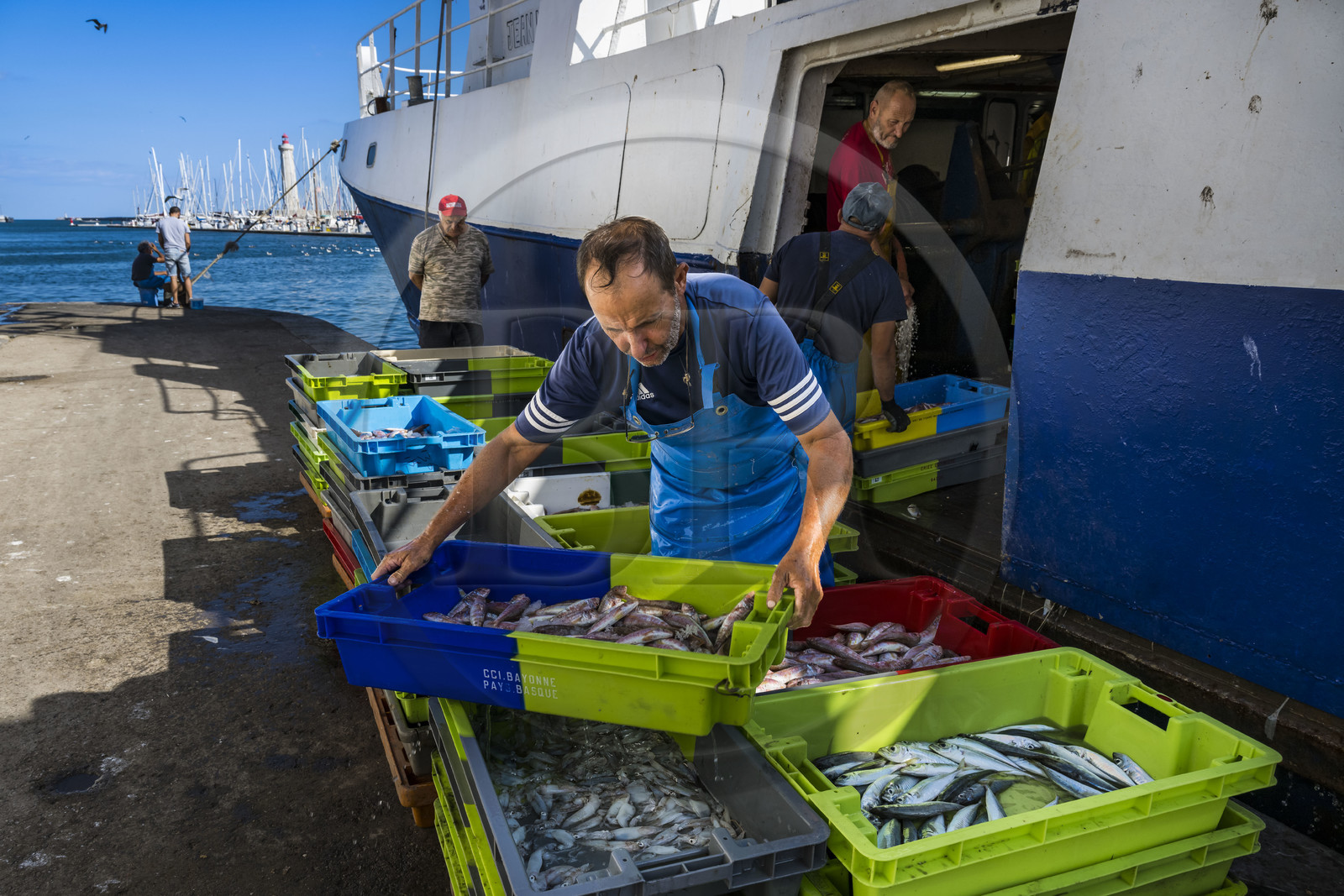 France, Hérault (34), Sète, Port de pêche, retour des chalutiers à quai et déchargement de la pêche