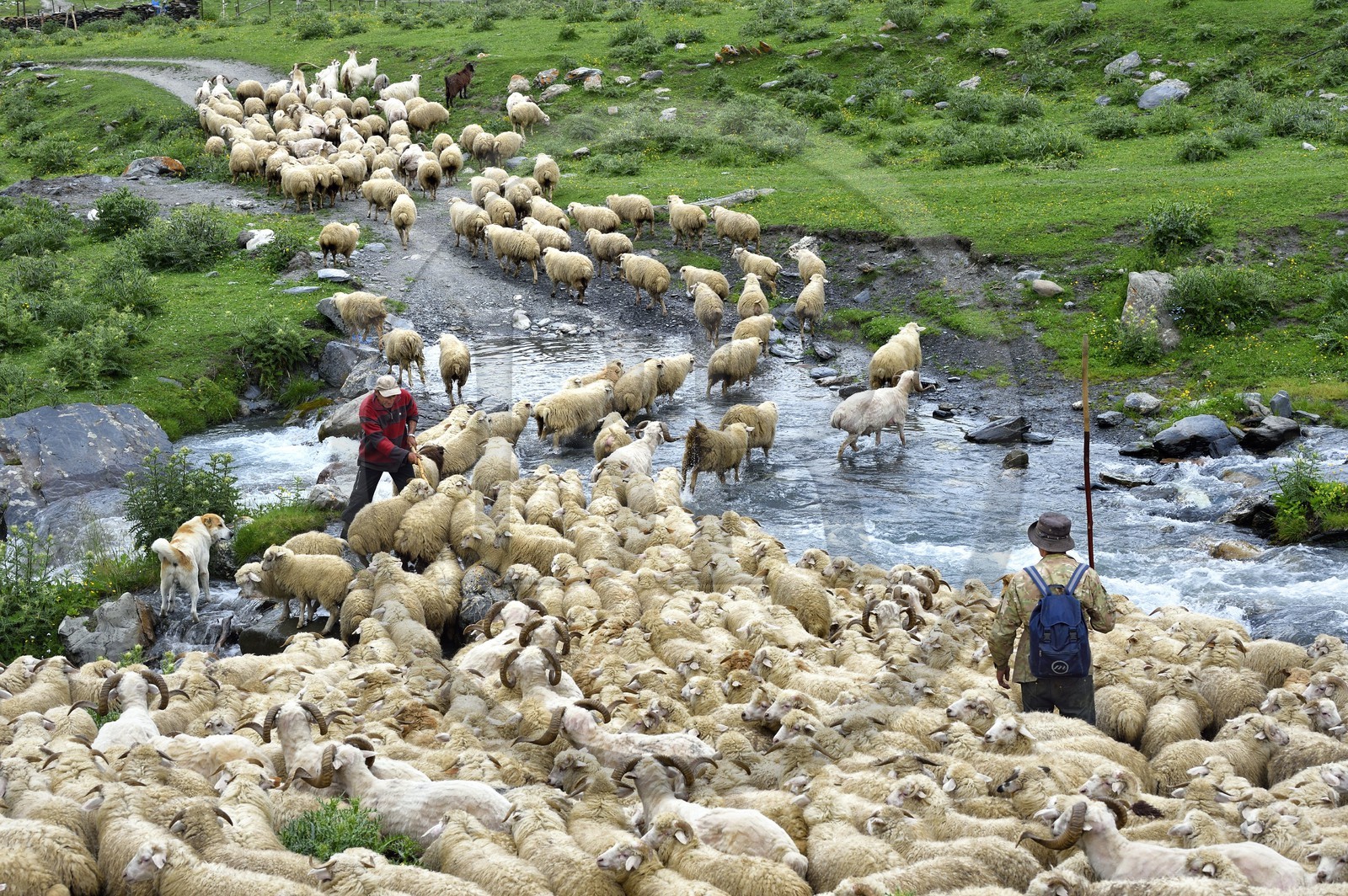 Géorgie, Kakheti, Parc national de Touchétie, vallée de la rivière Alazani dans les montagnes de Pirikiti, Parsma (Baso), berger et son troupeau de moutons franchissant la rivière