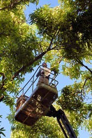 France, Ile de la Reunion, Saint-Paul, verger de mangue Laperrière au Tour-des-Roches, récolte des mangues par nacelle élévatrice dans des manguiers centenaires
